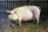 Portrait Of A Pig Limited Edition Print by Jamie Wyeth - 0