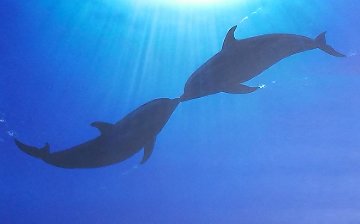 Coming Together in the Sea of Light 2000 36x48 Super Huge Original Painting - Robert Wyland Coming Together in the Sea of Light 2000 36x48 Super Huge Original Painting - Robert Wyland