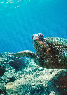 Sea Turtle Encounter AP 2001 Limited Edition Print - Robert Wyland Sea Turtle Encounter AP 2001 Limited Edition Print - Robert Wyland