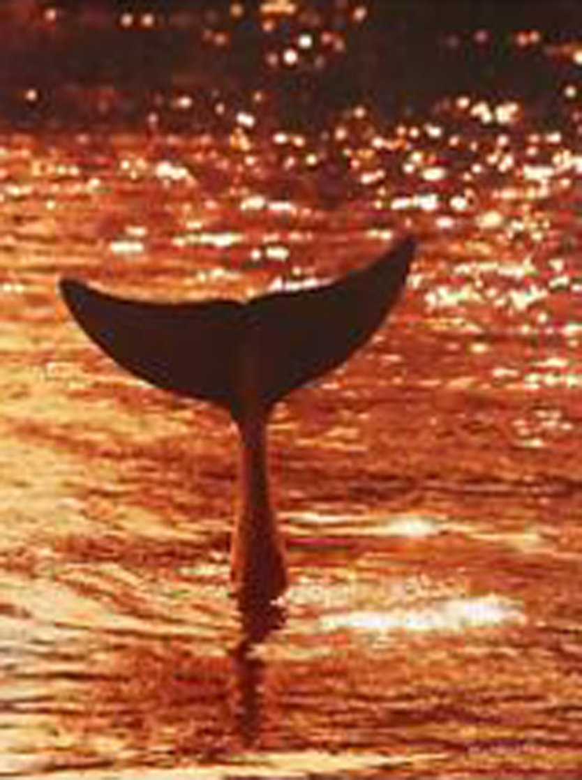 Dolphin Tales 2001 Limited Edition Print by Robert Wyland Dolphin Tales 2001 Limited Edition Print by Robert Wyland