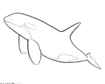 Orca 2017 16x20 Drawing - Robert Wyland Orca 2017 16x20 Drawing - Robert Wyland