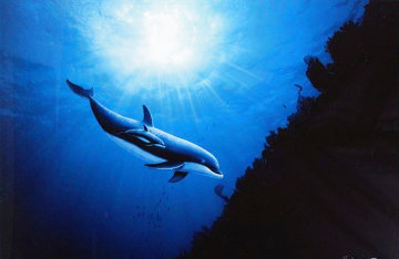 Dolphin Vision 1993 Limited Edition Print - Robert Wyland