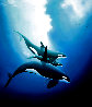 Orca Trio 1984 Limited Edition Print by Robert Wyland - 0