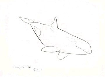 Orca 2019 18x20 Drawing - Robert Wyland