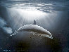 Dolphin Evening Encounter 1989 18x24 - Koa Frame Original Painting by Robert Wyland - 0