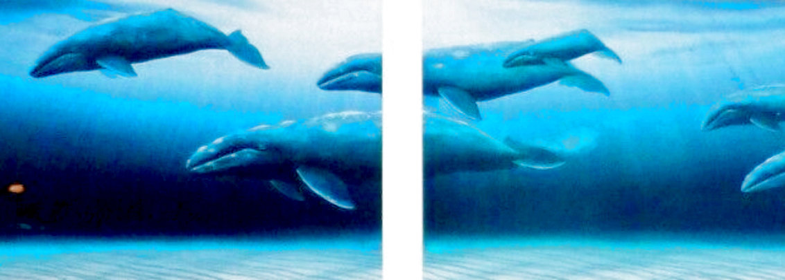 Annual Migration Diptych 2000  - Huge - Whale Limited Edition Print by Robert Wyland