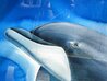Dolphin Watercolor 2015 - 42x54 - Huge Watercolor by Robert Wyland - 3