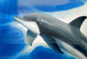 Dolphin Watercolor 2015 - 42x54 - Huge Watercolor by Robert Wyland - 0