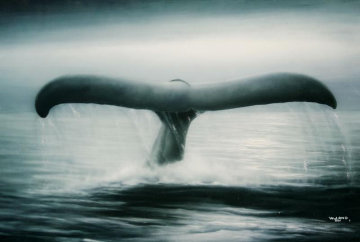 Tails of Great Whales Ap 1989 Limited Edition Print by Robert Wyland