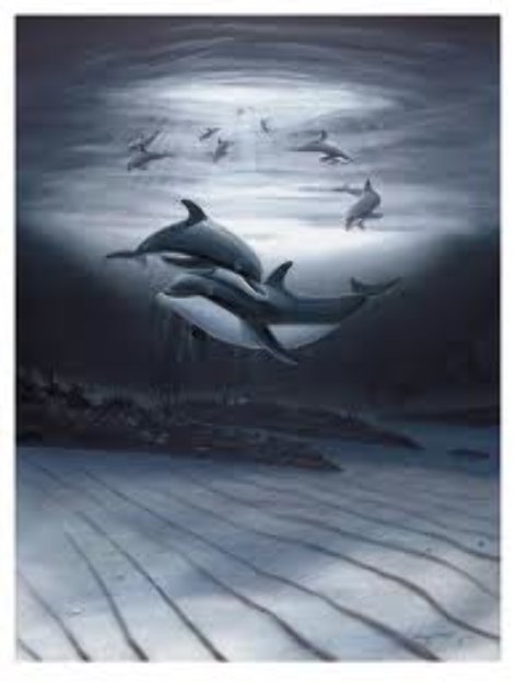 Dolphin Affection Limited Edition Print by Robert Wyland