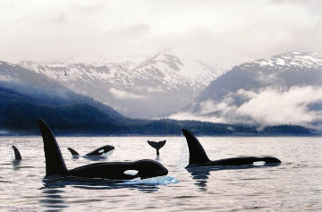 Orca\'s Northern Waters Limited Edition Print - Robert Wyland Orca\'s Northern Waters Limited Edition Print - Robert Wyland