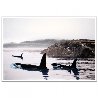 Peaceful Orca Waters 2008 Limited Edition Print by Robert Wyland - 1