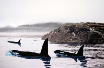 Peaceful Orca Waters 2008 Limited Edition Print - Robert Wyland