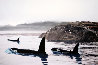 Peaceful Orca Waters 2008 Limited Edition Print by Robert Wyland - 0