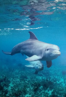 Dolphin Time 2006 Limited Edition Print - Robert Wyland Dolphin Time 2006 Limited Edition Print - Robert Wyland