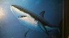 Great White 1992 Limited Edition Print by Robert Wyland - 1