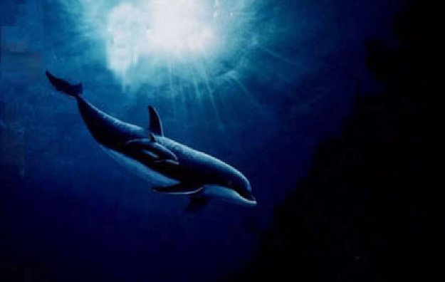 送料無料 ギフト Dolphin Vision 1993 by Robert Wyland - For Sale on Art Brokerage 版画
