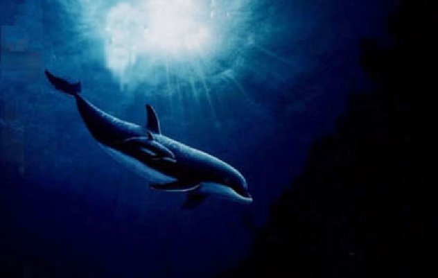 Dolphin Vision  1993 Limited Edition Print by Robert Wyland