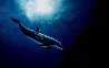Dolphin Vision  1993 Limited Edition Print by Robert Wyland - 0