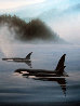 Northern Pacific Orcas, Suite of 3 1985 Limited Edition Print by Robert Wyland - 7