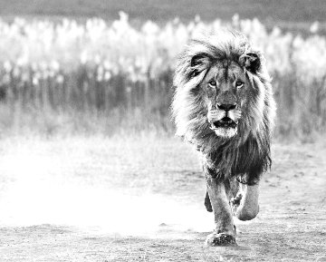 One Foot on the Ground AP 2014 Photography - David Yarrow