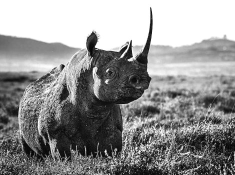 White Rhino AP 2014 Photography - David Yarrow